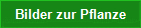 Bilder zur Pflanze